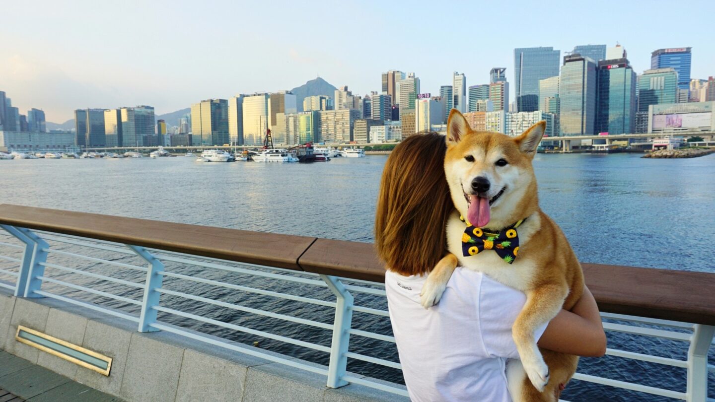 放狗好去處 | 港島3大地點